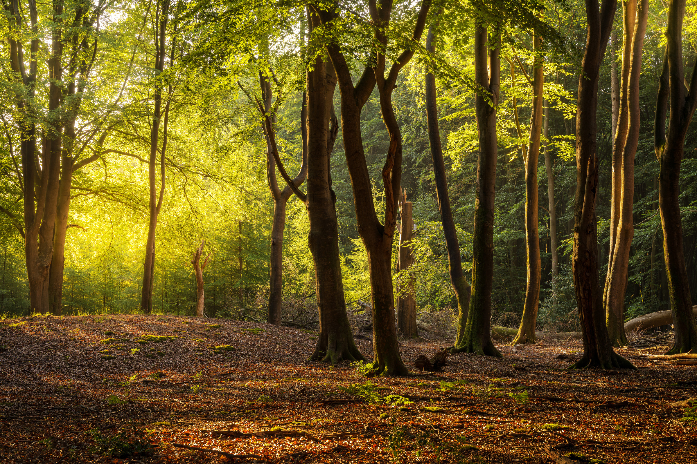 Green Trees on Brown Field