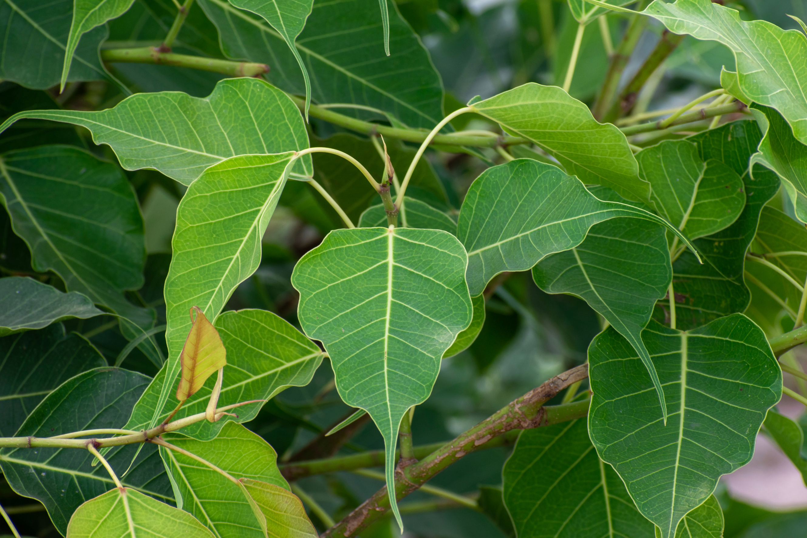 fresh green leaves of sacred fig in forest